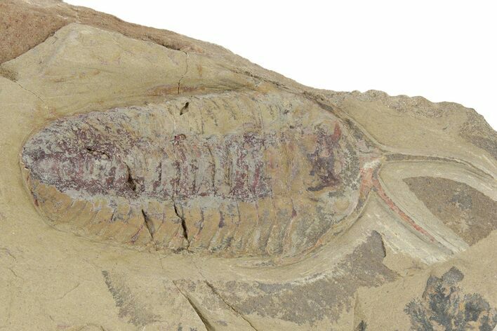 Trilobite (Bavarilla) With Preserved Antennae - Morocco #234548
